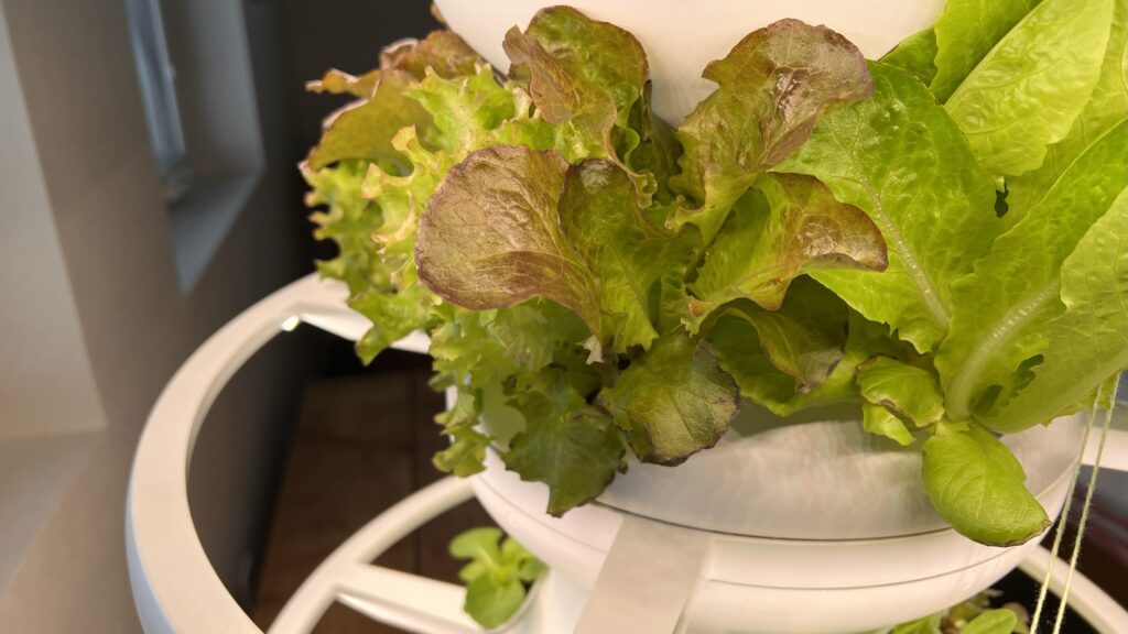 leafy lettuces grown in my hydroponic garden